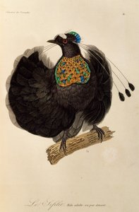 ذكر بالغ من باروتيا الغربية (Parotia sefilata) ، نقش من التاريخ الطبيعي لطيور الجنة و Epimagues