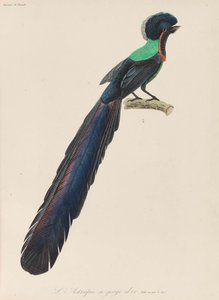 طائر الجنة 1835.