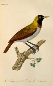 ذكر حدث من طائر الجنة الصغرى (الجنة الصغرى) ، نقش من التاريخ الطبيعي لطيور الجنة و Epimagues بواسطة درس رينيه التمهيدي