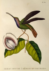 Lazulin Sabrewing (Campylopterus falcatus) ، نقش من The trochilids أو الطيور الطنانة والطيور الطنانة