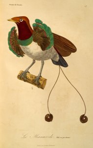 ذكر الملك طائر الجنة (Cicinnurus regius) ، نقش من التاريخ الطبيعي لطيور الجنة و epimagues
