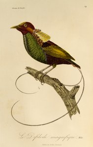 ذكر طائر الجنة الرائع (Cicinnurus magnificus) ، نقش من التاريخ الطبيعي لطيور الجنة و Epimagues بواسطة درس رينيه التمهيدي