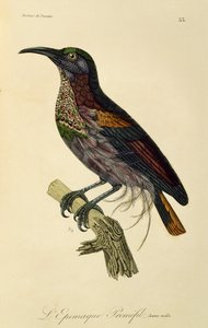 الجنة Riflebird الشاب (Ptiloris paradiseus) ، نقش من التاريخ الطبيعي لطيور الجنة و Epimagues بواسطة درس رينيه التمهيدي