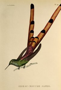 المذنب ذو الذيل الأحمر (Sappho sparganurus) ، نقش من The trochilides أو الطيور الطنانة والطيور الطنانة