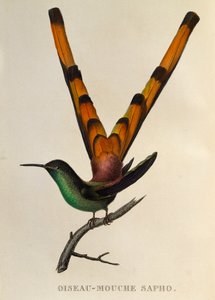 المذنب ذو الذيل الأحمر (Sappho sparganurus) ، نقش من The trochilides أو الطيور الطنانة والطيور الطنانة
