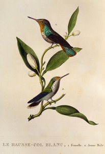طائر طنان روبي توباز أنثى وذكور شاب (بعوض الكريسولامبي) ، نقش من Les trochilidees ou les colibris et les oiseaux-mouches بواسطة درس رينيه التمهيدي