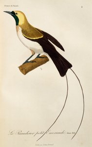 ذكر شاب من طائر الجنة الصغرى (الجنة الصغرى) ، نقش من التاريخ الطبيعي لطيور الجنة و Epimagues بواسطة درس رينيه التمهيدي