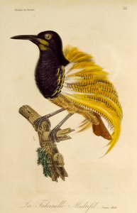 ذكر شاب من طائر الجنة المكون من اثني عشر سلكًا (Seleucidis melanoleuca) ، نقش من التاريخ الطبيعي لطيور الجنة و Epimagues