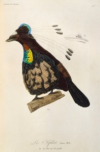 ذكر شاب من باروتيا الغربية (Parotia sefilata) ، نقش من التاريخ الطبيعي لطيور الجنة و Epimagues