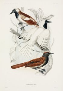 Antbirds بواسطة ريتشارد (بعد) داد