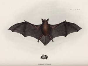 Bat, South America, c 1832-1836 بواسطة ريتشارد (بعد) داد