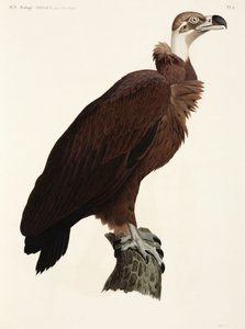 Brown Vulture, Egypt بواسطة ريتشارد (بعد) داد