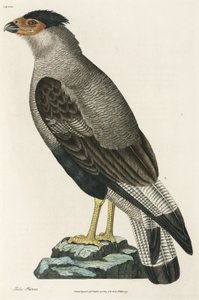 Crested Caracara بواسطة ريتشارد (بعد) داد
