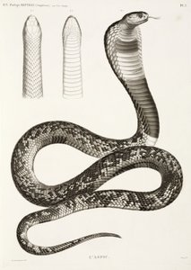Egyptian cobra بواسطة ريتشارد (بعد) داد