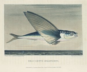Flying fish بواسطة ريتشارد (بعد) داد