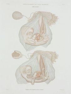 Gynaecology Human foetus at 40 days, c 1847-1859 بواسطة ريتشارد (بعد) داد