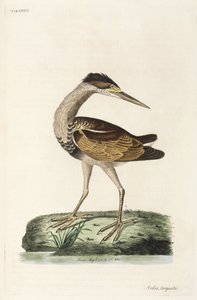 Heron بواسطة ريتشارد (بعد) داد