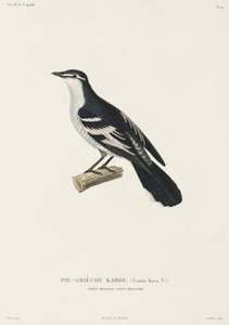 Karou shrike, Port Praslin, New Ireland بواسطة ريتشارد (بعد) داد
