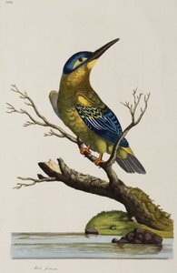 Kingfisher بواسطة ريتشارد (بعد) داد
