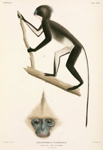 Monkeys, Sumatra, Indonesia بواسطة ريتشارد (بعد) داد