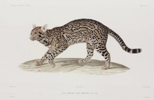Ocelot, USA بواسطة ريتشارد (بعد) داد