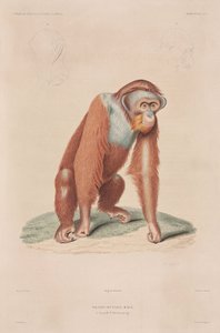 Orang-utan, Indonesia بواسطة ريتشارد (بعد) داد