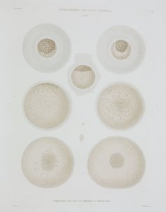 Rabbit egg, c 1847-1859 بواسطة ريتشارد (بعد) داد