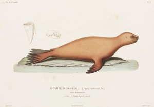 Sea lion, Falkland Islands بواسطة ريتشارد (بعد) داد