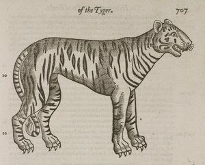 The Tiger بواسطة ريتشارد (بعد) داد