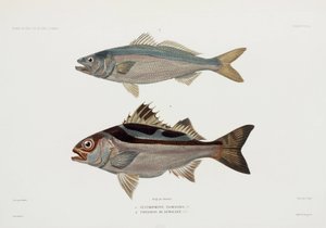 Two types of fish