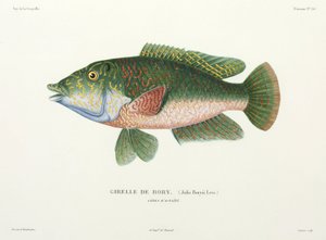 Type of wrasse, Tahiti بواسطة John Pardon