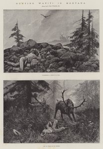 الصيد Wapiti في مونتانا