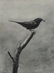 ذكر الشحرور مع الطعام للشباب (b / w photo)