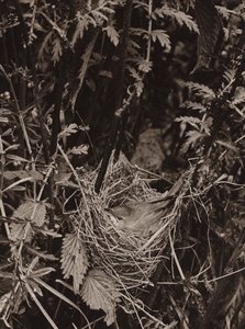 طائر المستنقع (صورة ب / ث)
