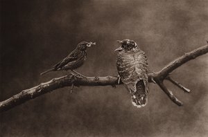 شجرة ماصة تغذي الوقواق الصغير (صورة بالأبيض والأسود)