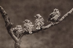 القلاع الصغيرة القلاع (صورة b / w) بواسطة ريتشارد وشيري كيرتون