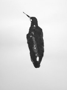  بواسطة ريتشارد جرين