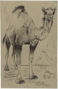 Dromedary ، 1894. بواسطة ريتشارد مولر