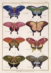 الفراشات من "Histoire Naturelle des Insectes" للمؤلف أوليفييه