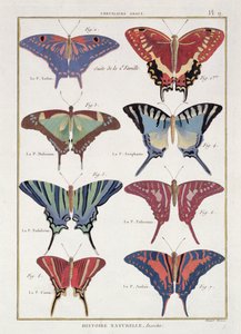 الفراشات من "Histoire Naturelle des Insectes" للمؤلف أوليفييه