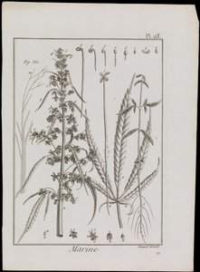 رسم تخطيطي بحري للزهور، حوالي عام 1810 (نقش وحفر)