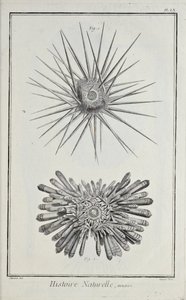 Urchins ، رسم توضيحي من "مجموعة اللوحات ، حول العلوم والفنون الليبرالية والفنون الميكانيكية ، مع شرحها" بقلم دينيس ديدرو