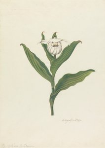 شبشب ليدي (Cypripedium Canadense ، Calceolus Maria) بواسطة روبرت بليث