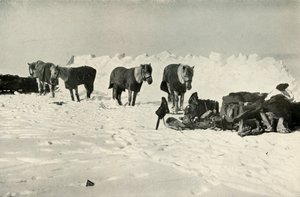 المهور خلف ملجئهم في معسكر على الجدار ، 1911 ، 1913