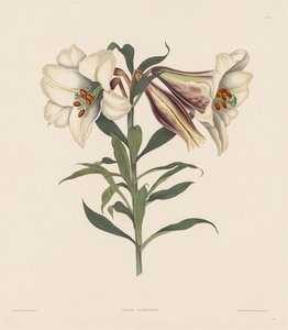 مجموعة مختارة من نباتات هيكساندريان ، تنتمي إلى النظام الطبيعي لأماريليداي ... ، 1831-1832. بواسطة روبرت هافيل