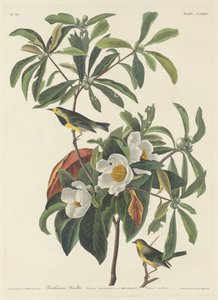 باكمان المغرد ، 1834. بواسطة روبرت هافيل