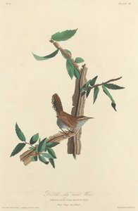 طائر بويك طويل الذيل 1827. بواسطة روبرت هافيل