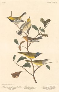 الدخلة الخضراء ذات الحلق الأسود ، الدخلة Blackburnian و Mourning Warbler ، 1837. بواسطة روبرت هافيل