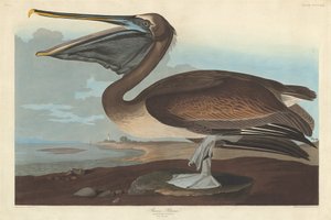 براون البجع ، 1838.