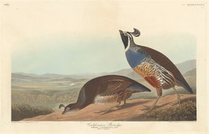 كاليفورنيا الحجل 1838. بواسطة روبرت هافيل